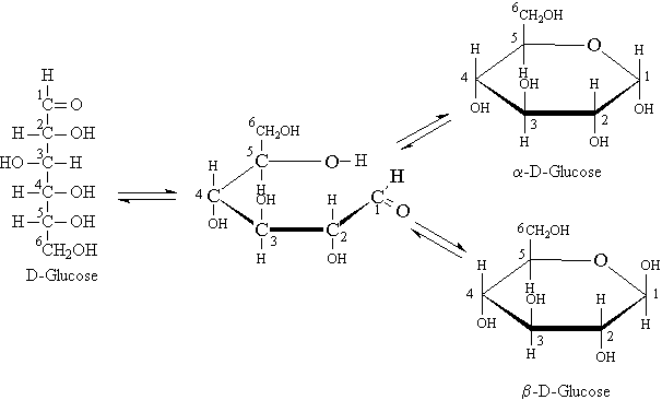 How Many Asymmetric Carbons Are There In The Sugar Glucose