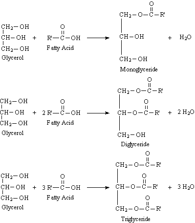 4: Fatty acids. (A) Stearic acid (saturated). (B) Elaidic acid